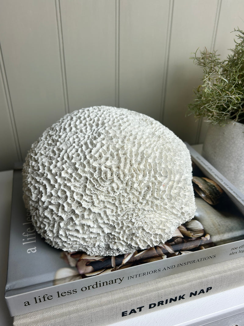 Off White Sitting round large Coral