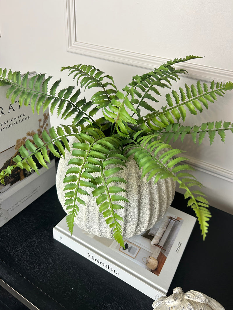 Ostrich Fern bunch 50cm
