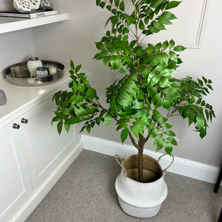‘Tree of Heaven’ Potted Tall Plant 120cm and 150cm
