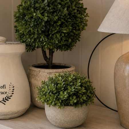 Hebe Veronica In stone Pot