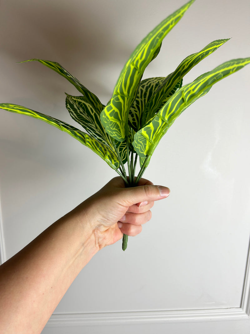 Zebra print leaf bunch pick plant