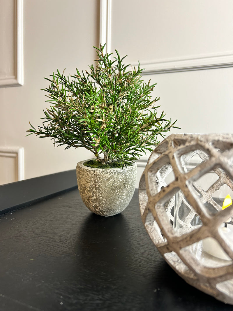 Potted rosemary