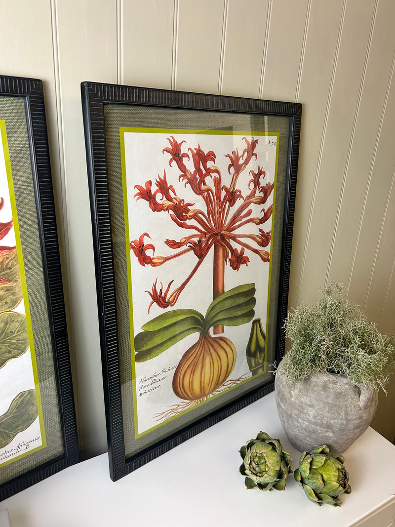Liliaceo floral black framed glazed Prints