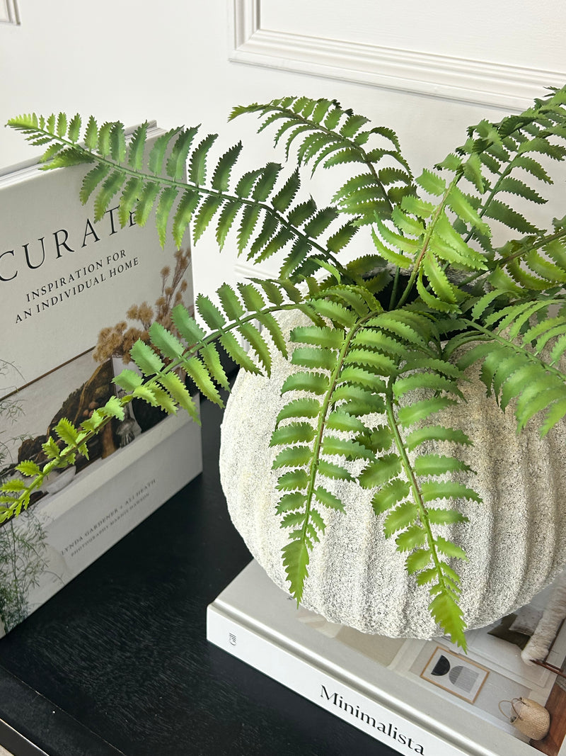 Ostrich Fern bunch 50cm