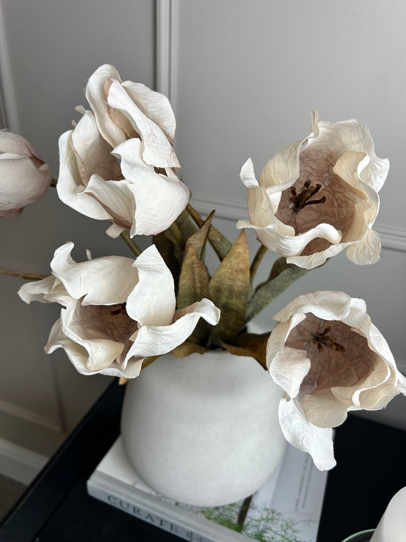 Dried real feel oyster tulip stem 70cm