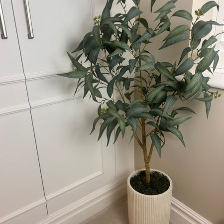 Eucalyptus Nicholii willow leaf Tree in pot 145cm