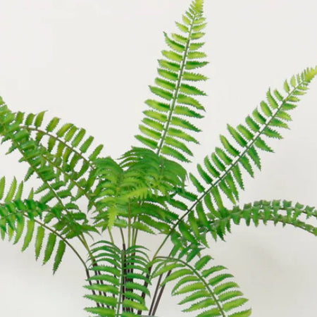Ostrich fern single stem 60cm