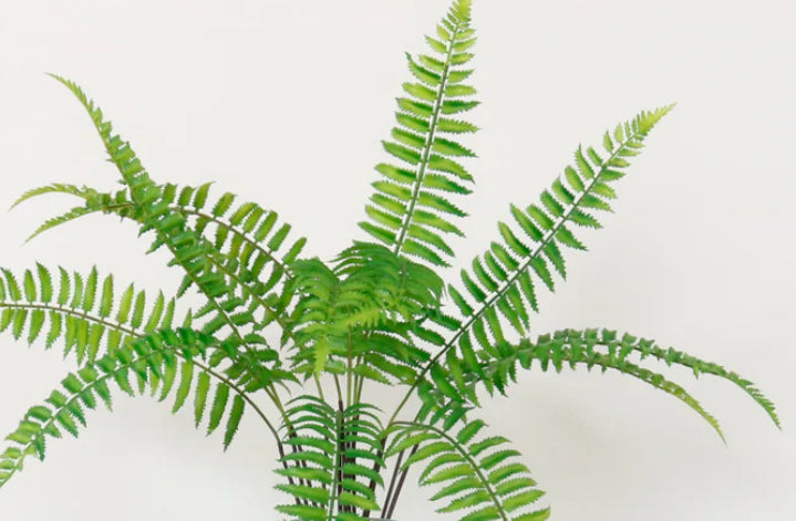 Ostrich fern single stem 60cm