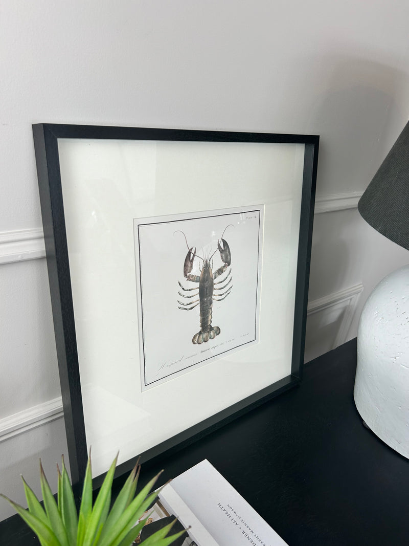 Set of 3 Crustacean mounted Black Framed Prints