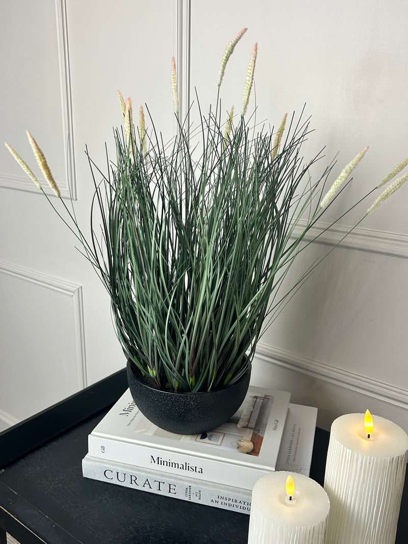 Fountain Grass Plant in Black Pot