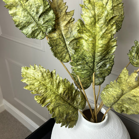 Green Dried Touch Large cabbage Leaf tied Bunch 5 stem