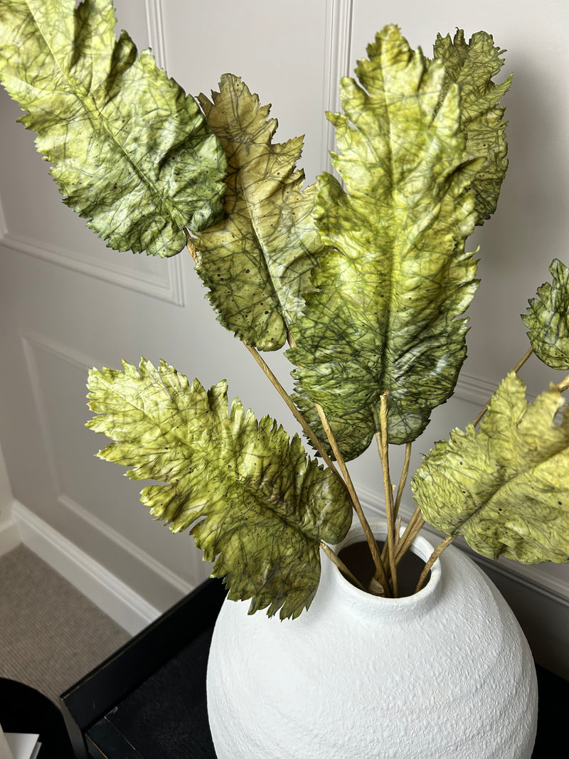 Green Dried Touch Large cabbage Leaf tied Bunch 5 stem