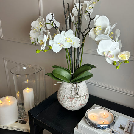 Extra Large White tall orchid in stone pot