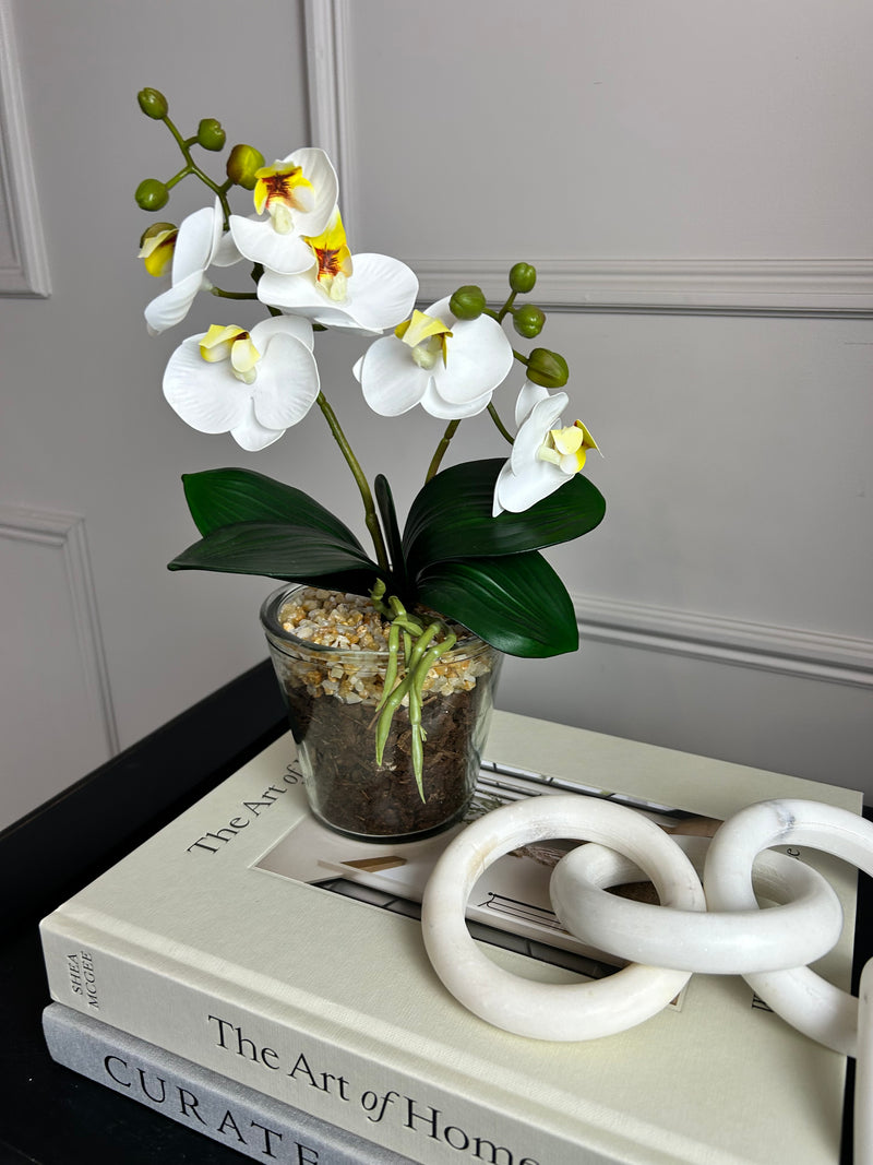 White glass Potted Orchid