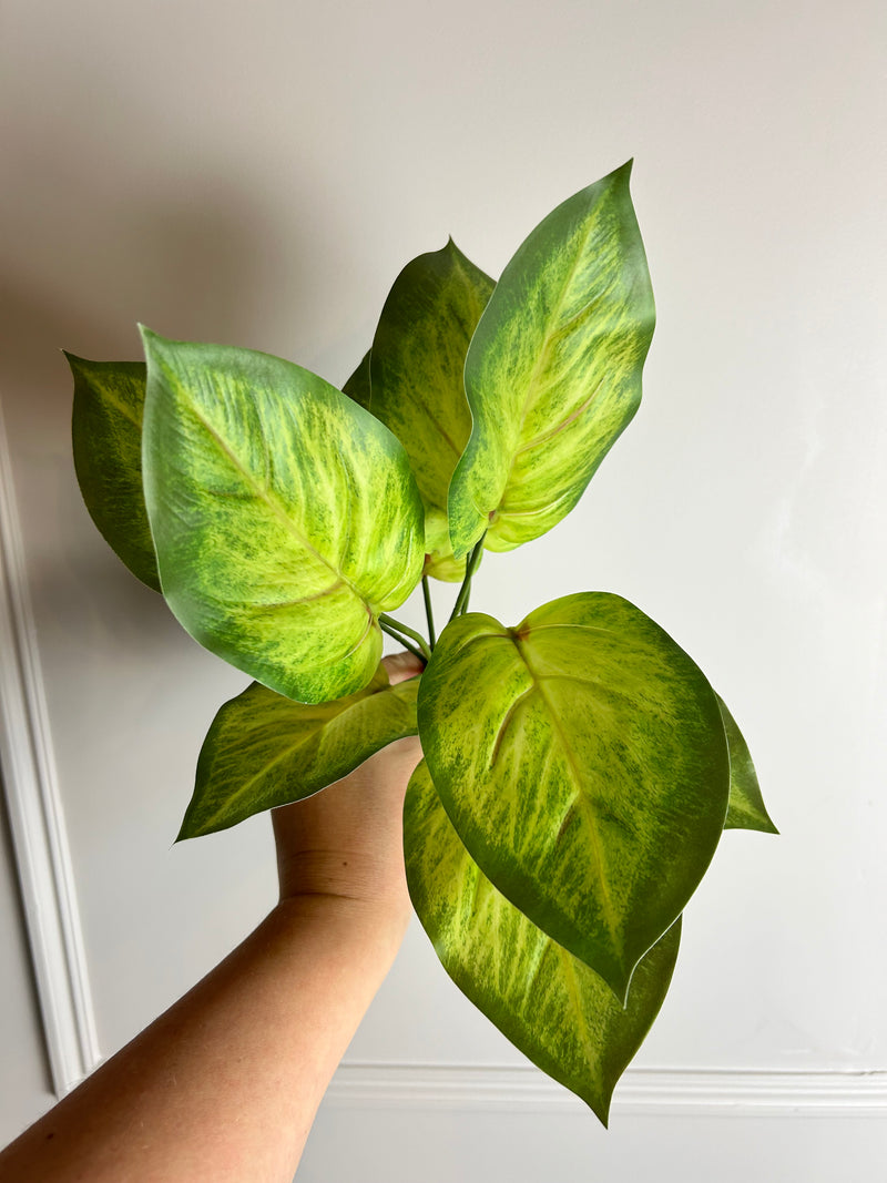 Variegated Printed Pothos Leaf Bunch pick plant