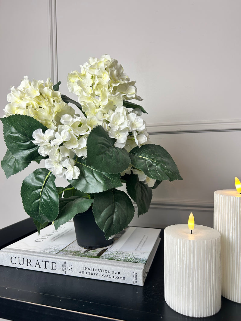 Potted hortensia plant