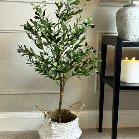 Olive Tree 130cm