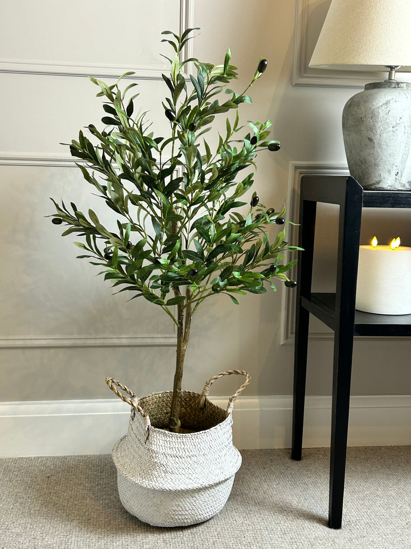 Olive Tree 130cm