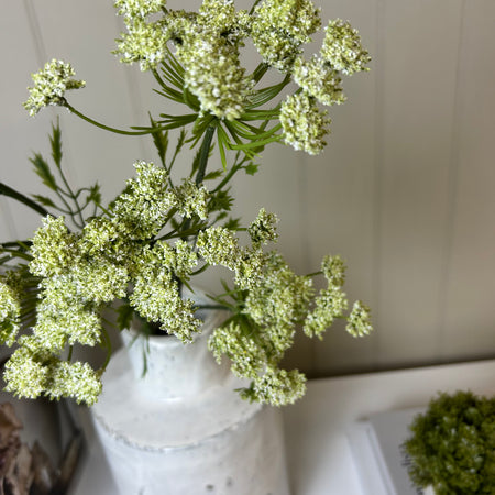 Green cow parsley stem spray