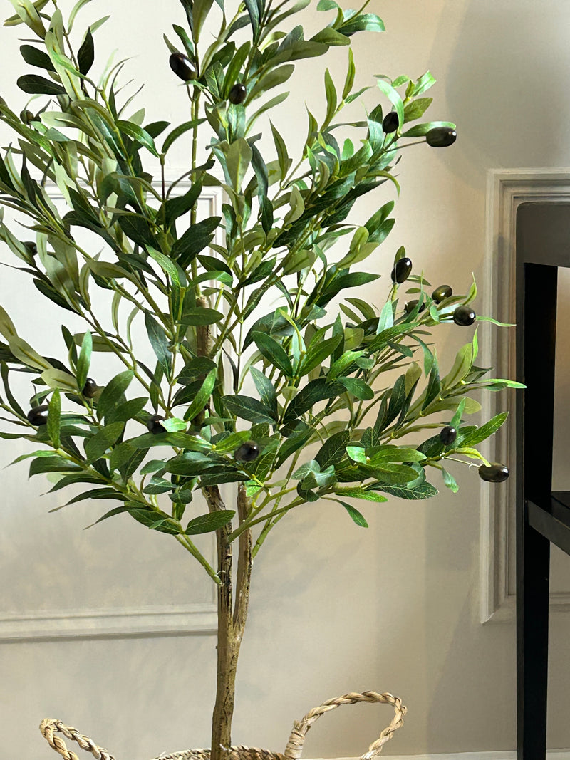 Olive Tree 130cm