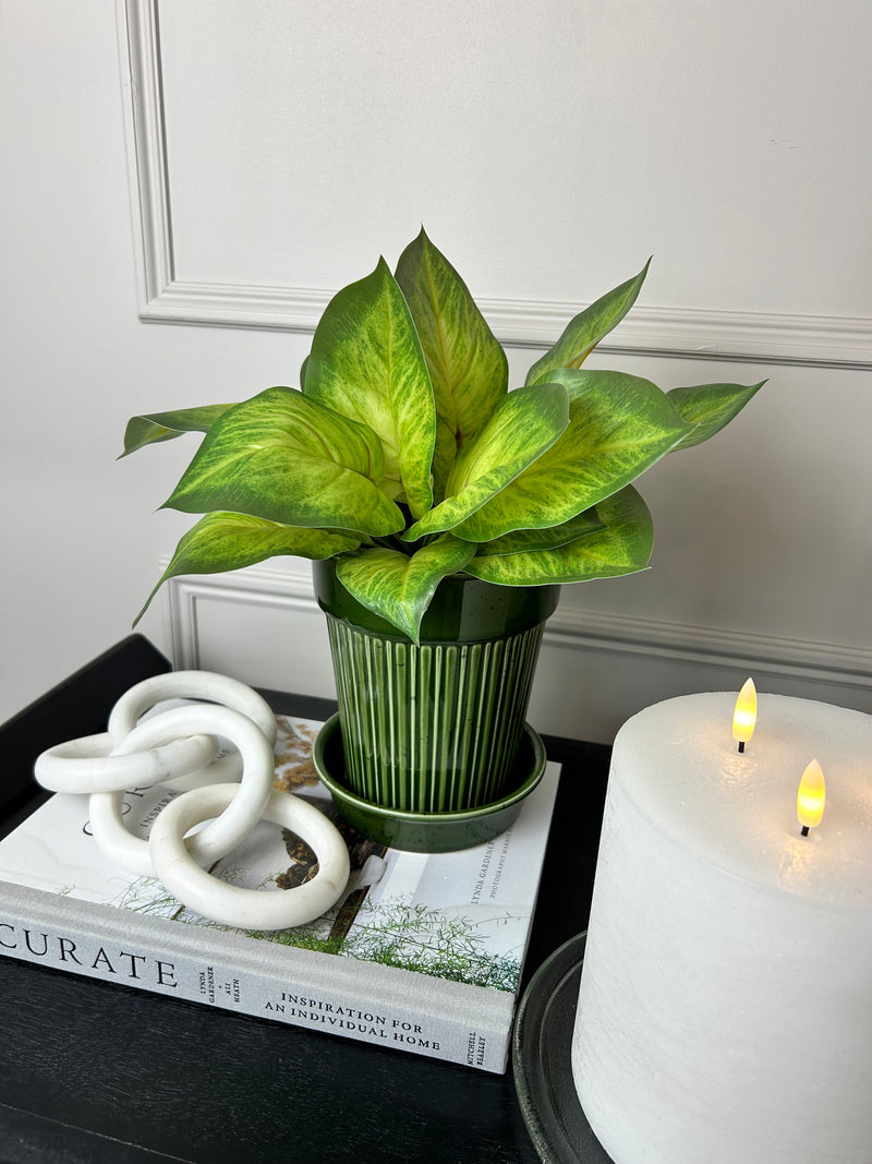 Variegated Printed Pothos Leaf Bunch pick plant