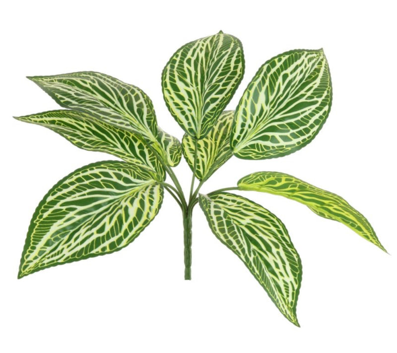 Zebra print leaf bunch pick plant