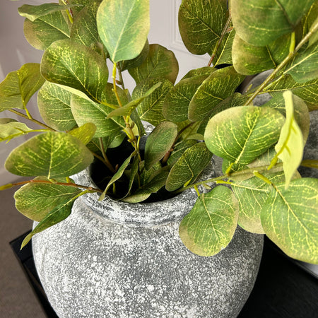 Single stem natural green & Brown dollar eucalyptus 72cm