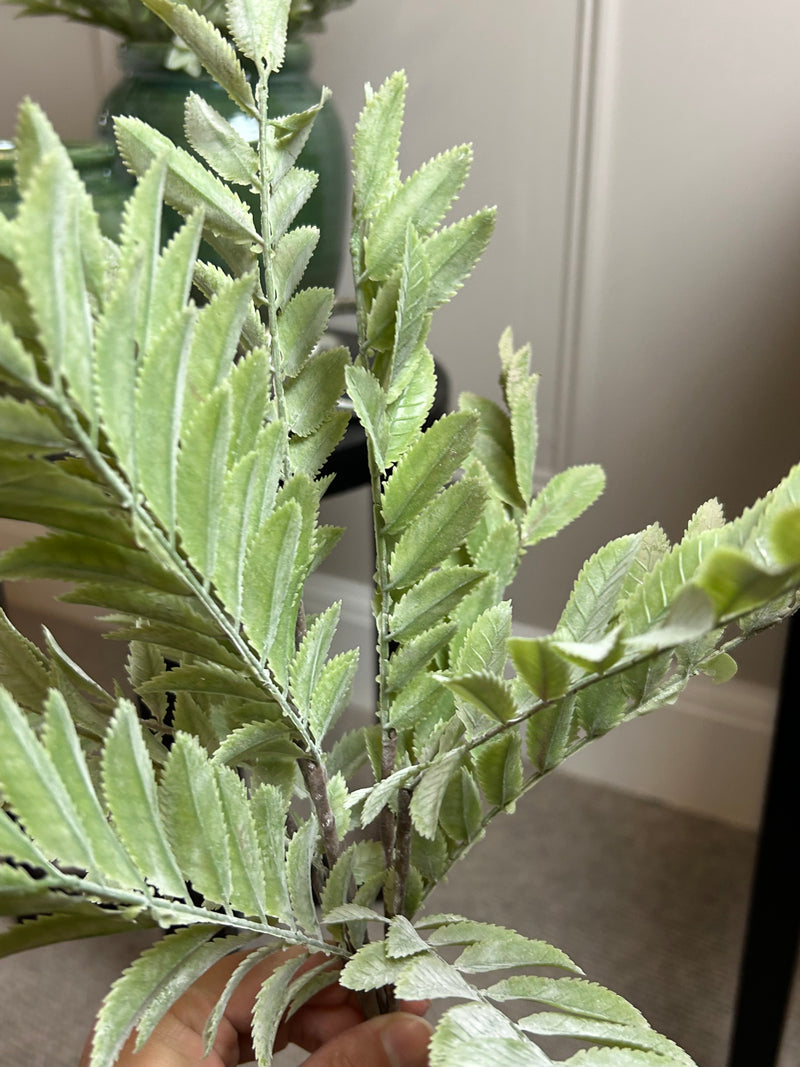 Maiden fern spray bunch