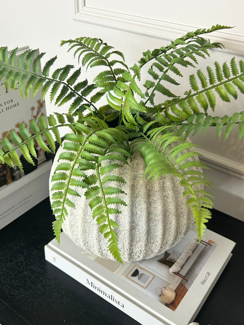 Ostrich Fern bunch 50cm