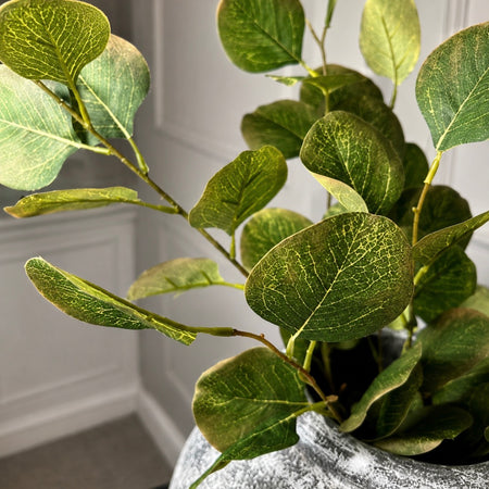 Single stem natural green & Brown dollar eucalyptus 72cm