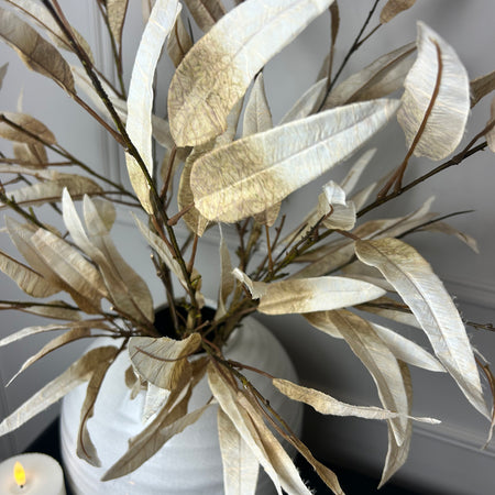 Dried touch Tall oyster slim leaf stem 90cm