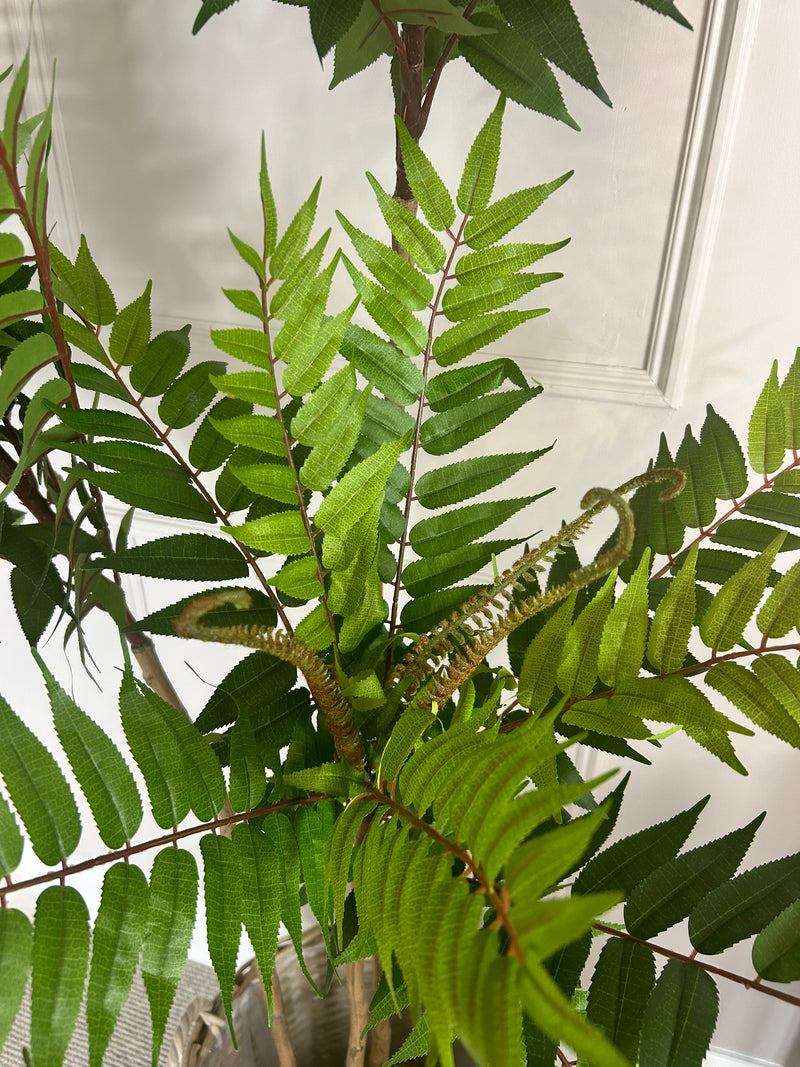 Large Potted Fern triple Tree 170cm Tall