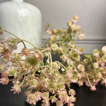 Sample stem gypsophila multi bunch 70cm 2 colours