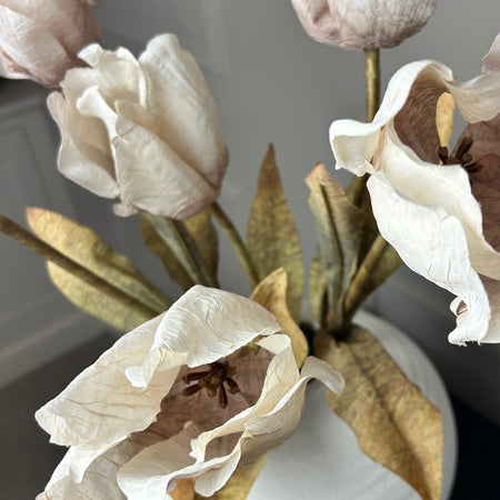 Dried real feel oyster tulip stem 70cm