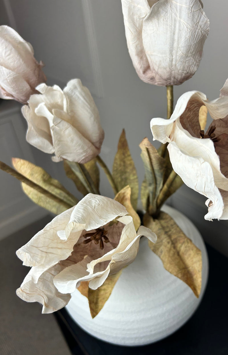 Dried real feel oyster tulip stem 70cm