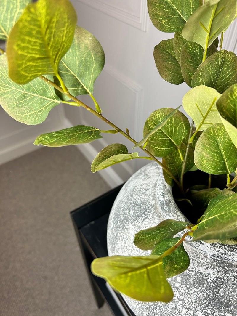 Single stem natural green & Brown dollar eucalyptus 72cm