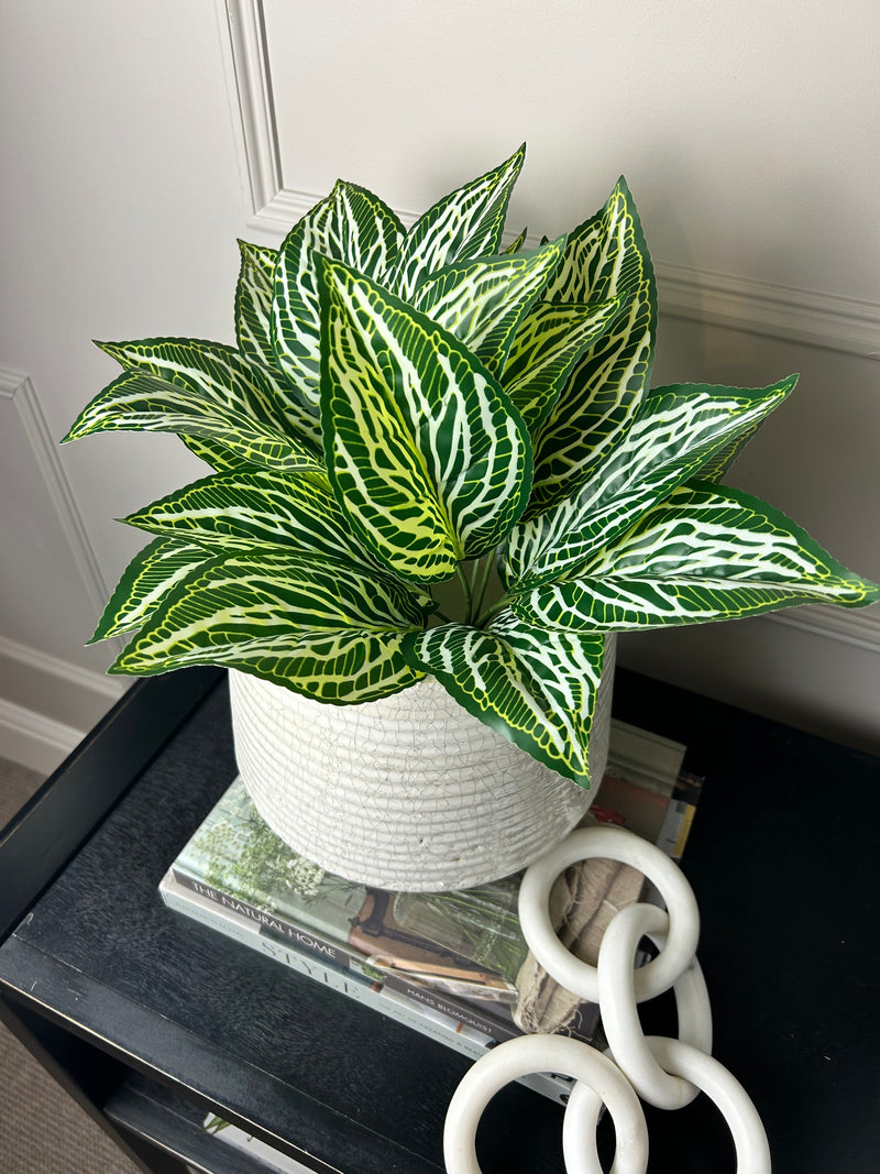 Zebra print leaf bunch pick plant