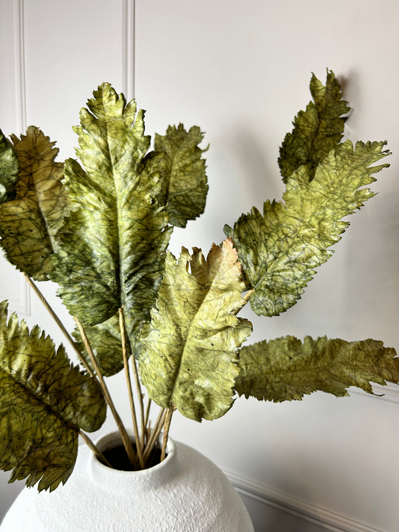 Green Dried Touch Large cabbage Leaf tied Bunch 5 stem