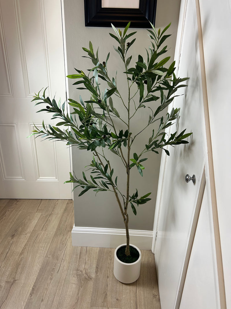 Tall Olive tree in white pot 150cm