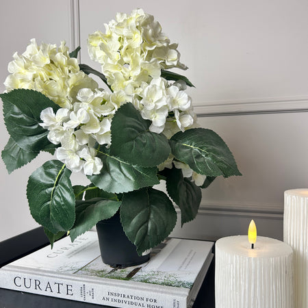 Potted hortensia plant