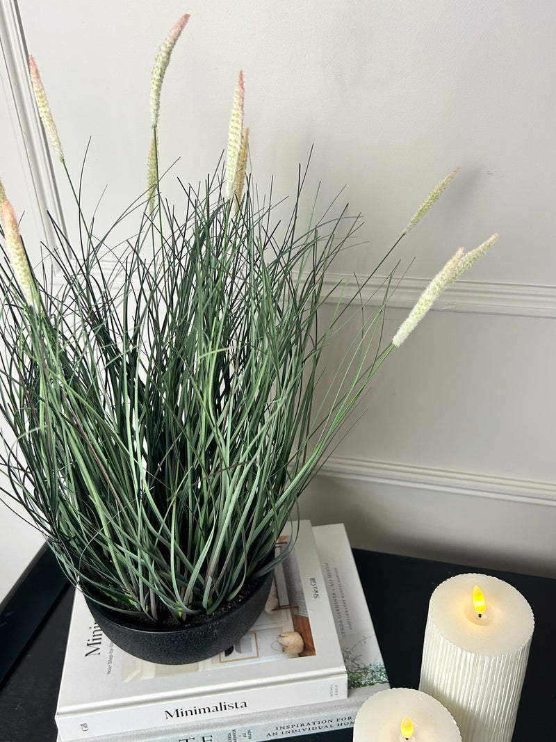 Fountain Grass Plant in Black Pot