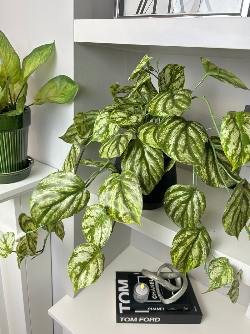 Variegated Peperomia Hanging trailing Potted Plant