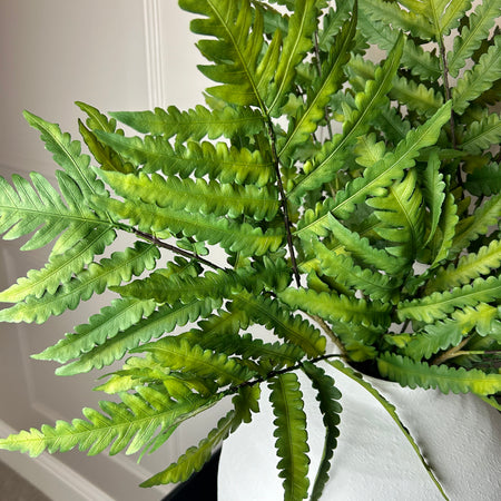 Natural green buckler fern stem 63cm
