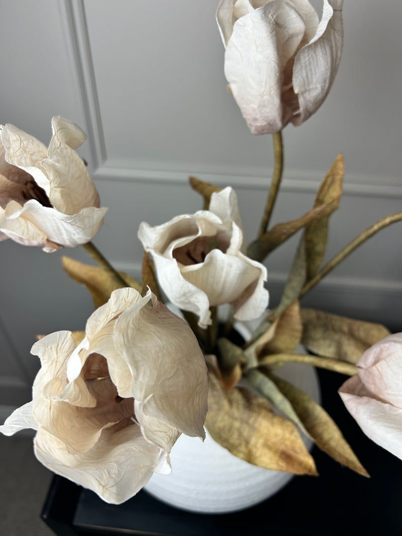 Dried real feel oyster tulip stem 70cm