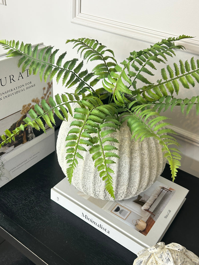 Ostrich Fern bunch 50cm