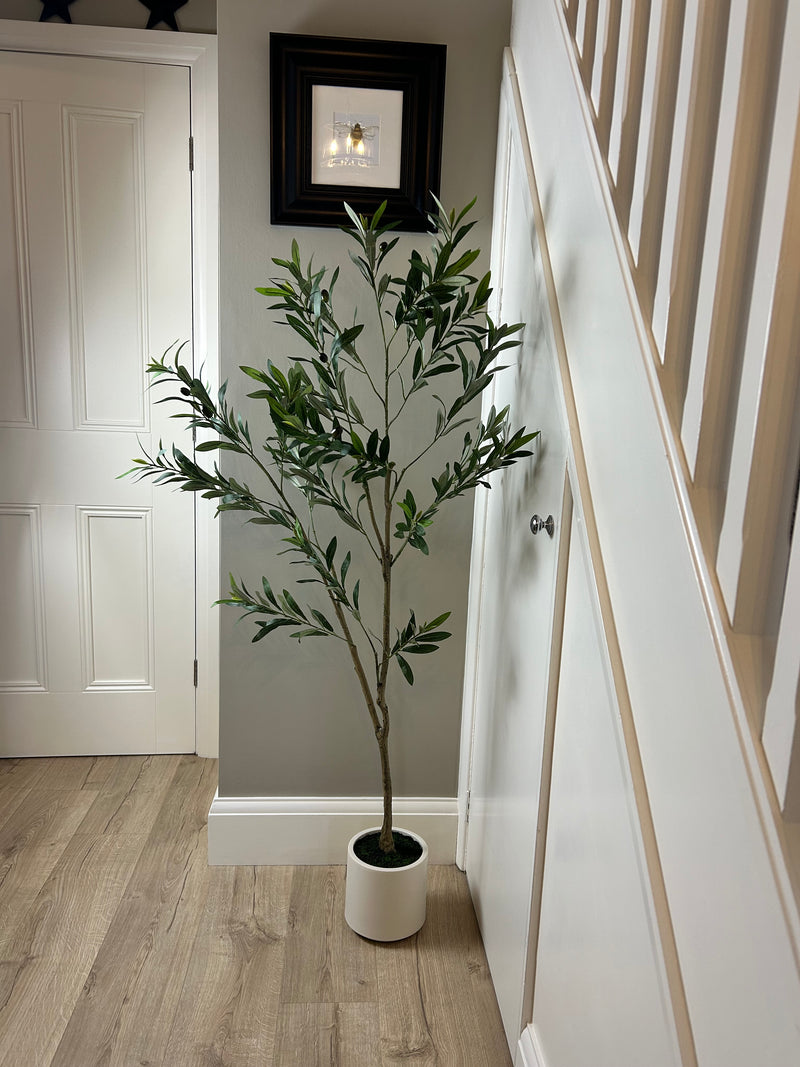 Tall Olive tree in white pot 150cm