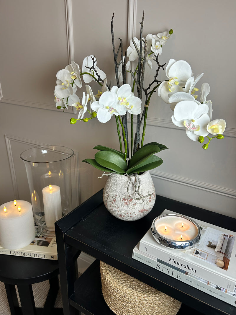 Extra Large White tall orchid in stone pot