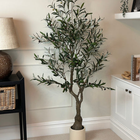 Huge potted olive tree 180cm