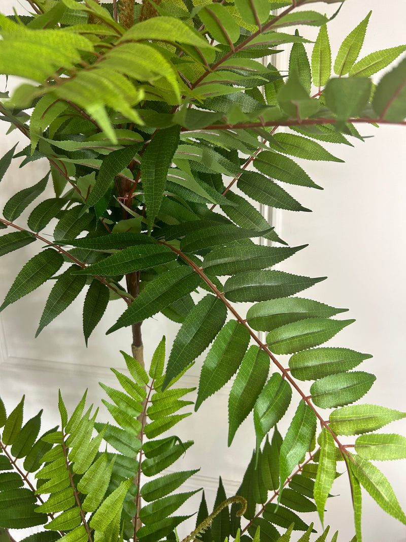 Large Potted Fern triple Tree 170cm Tall