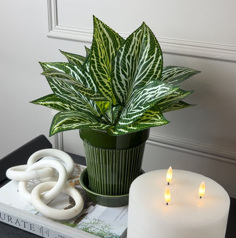 Zebra print leaf bunch pick plant